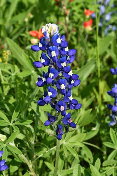 Click here to find out more information or to book a reservation. Texas Bluebonnets | San angelo texas, Texas bluebonnets ...