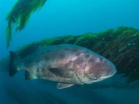 California Giant Black Sea Bass