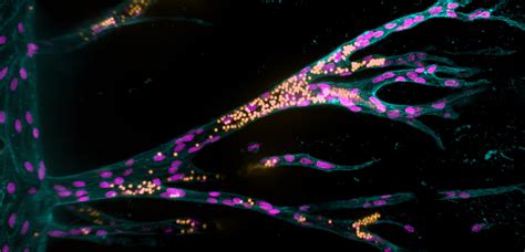 Synthetic Tissue Model With Blood Vessels Biomat The Biomaterials