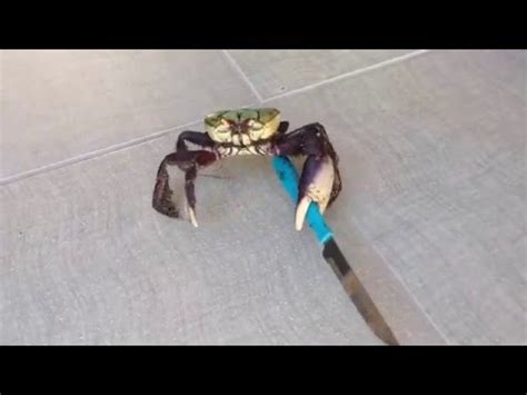Gangster Crab Viral Video Uk Youtube