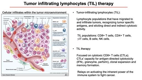 Immuno Colombia Tumour Infiltrating Lymphocyte Therapy Part 1