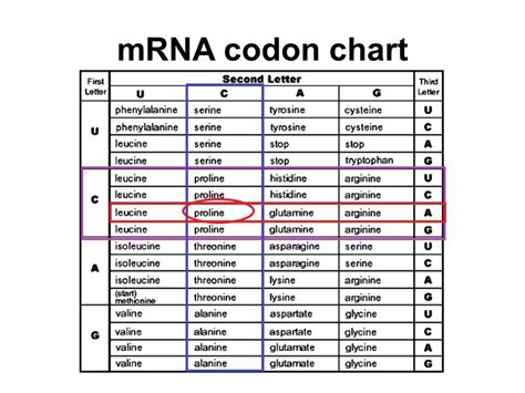 Amino Acids Codon Chart