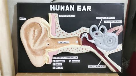 Working Model Of Biology Human Ear By Arun Kapoor Youtube
