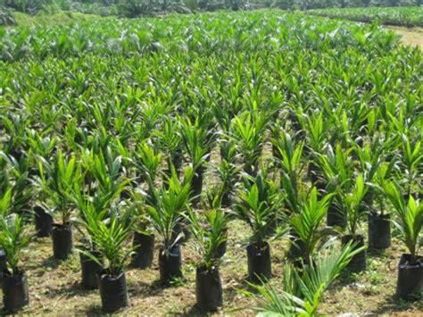 Oil palm the oil palms (elaeis) belong to the arecaceae, or palm family. Growing Oil Palms (Palm Oil) For Beginners | Asia Farming