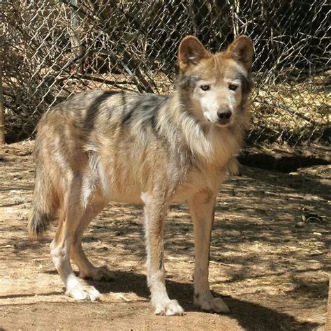 Getting Old Mexican Wolf Majestic Animals Animals