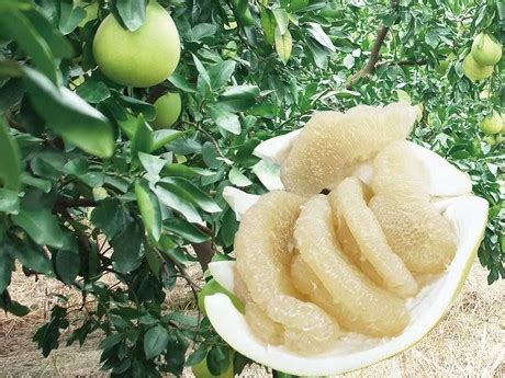 Learn more about the pomelo fruit, including how to buy fresh pomelo, how to prepare it for eating or cooking, and its nutritional information. China: "Price of pomelo has dropped"