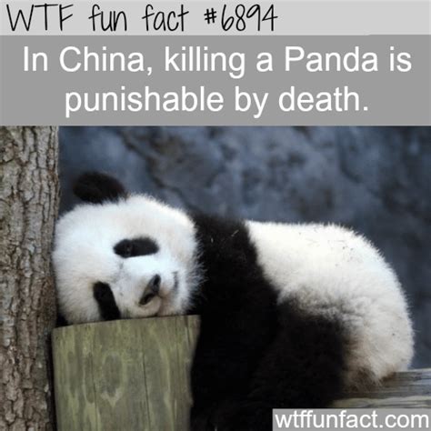 Kill A Panda Or Endangered Animals In China Can