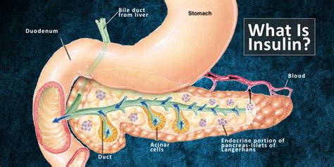 What Is Insulin Appreciating The Remarkable Pancreas