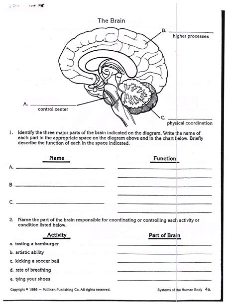 Nervous System Worksheet 5th Grade
