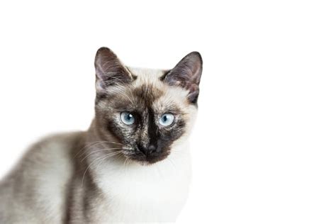 Siamese Tortie Pointed Cats Breed Information Omlet
