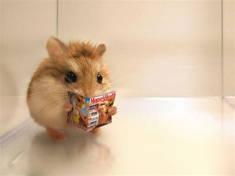 Hamster Reading Funny Hamsters Cute Hamsters Cute Animals