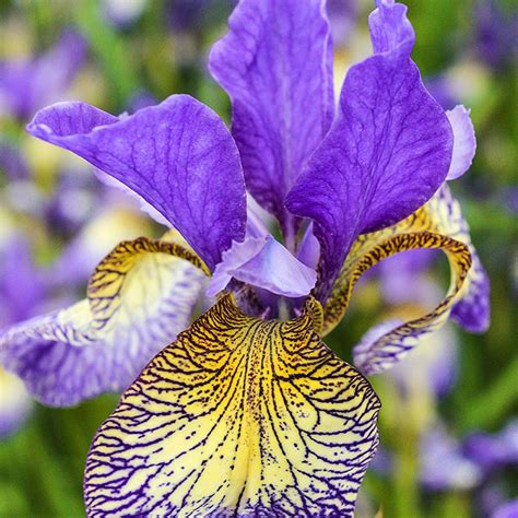 In the back are yellow calla lilies while fluffy yellow and white hydrangeas inhabit most of the box. Spring Hill Nurseries Pennywhistle Siberian Iris, Live ...