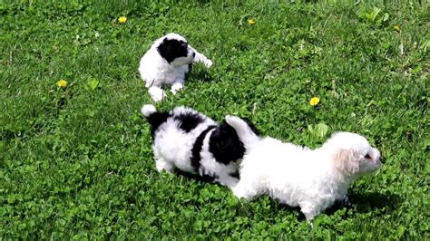 In 2005, we added our fantastic cavalier king charles / bichon frise hybrid, better. Max | Cavachon Puppy For Sale | Keystone Puppies