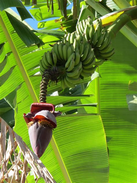 In horticultural usage, the term fruit tree is limited to those that provide fruit for human food. A Guide to the Fruit in Brazil