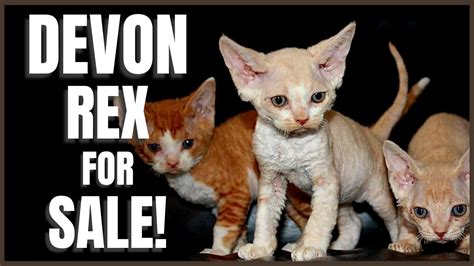 Devon Rex Kittens For Sale Youtube