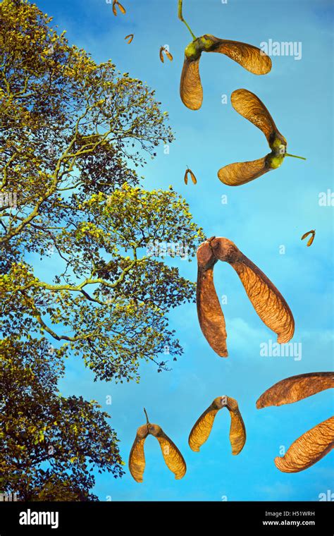 Sycamore Seeds Falling Hi Res Stock Photography And Images Alamy