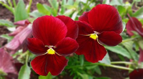 Pansy Red Flower Free Photo On Pixabay
