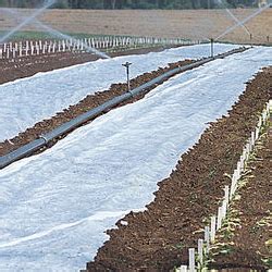 Johnny's is committed to your success, every step of the way. Tomato Seeds & Grafted Tomato Plants | Johnny's Selected Seeds