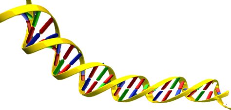 Dna Double Helix Transparent Clipart Full Size Clipart 5285920
