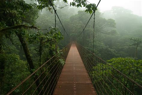 Trees Costa Rica Mist Rain Jungle Bridge Nature Hd Wallpaper
