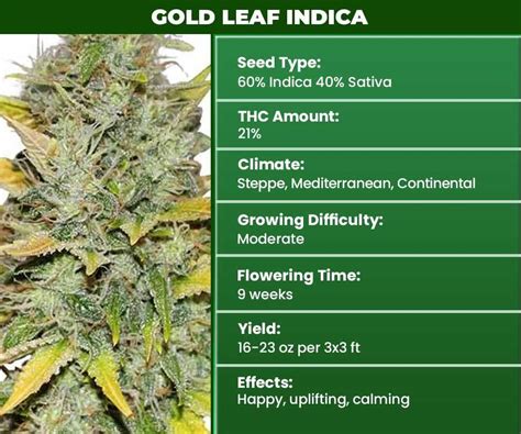 10 Best Indica Seeds Strongest Weed Strains For Sale Online Usa Shipping