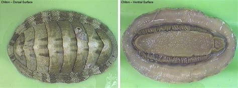 Reading: Mollusks | Biology II Laboratory Manual