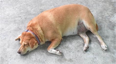Overweight And Obese Dogs Signs Related Health Conditions And Tips For