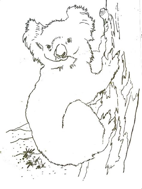 Coloriage Koala Dessin Réel Dessin Gratuit à Imprimer