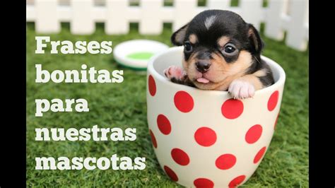 15 Imagenes De Mascotas Con Frases De Amor Mejor Casa Sobre Frases De