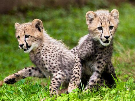 Cheetah Cubs Make Debut At National Zoo