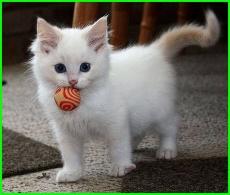 Kucing sememangnya adalah antara haiwan yang paling comel dan cute. Gambar Kucing Lucu, Imut dan Paling Menggemaskan Sedunia ...
