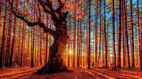 Hd Wallpaper Forest Woods Sunset Sunray Rays Sunlight Tree