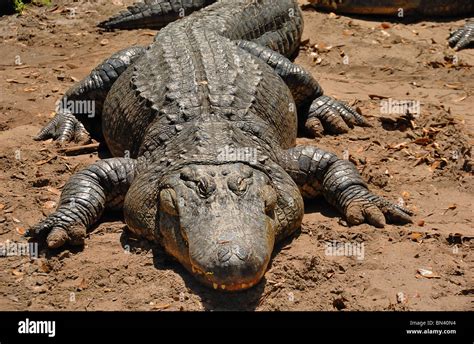 American Alligators Alligator Mississippiensis Inhabit The