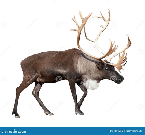 Male Reindeer Over White Stock Image Image Of Cloven 31681225