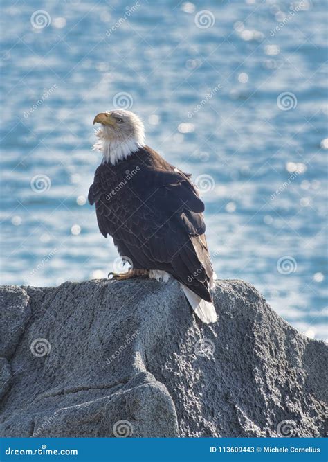 Bald Eagle On A Rock Stock Image Image Of Outdoors 113609443