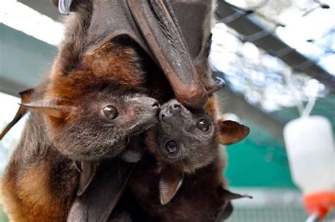Oliver And Baby At The Tolga Bat Hospital Australia Flying Foxes Bat