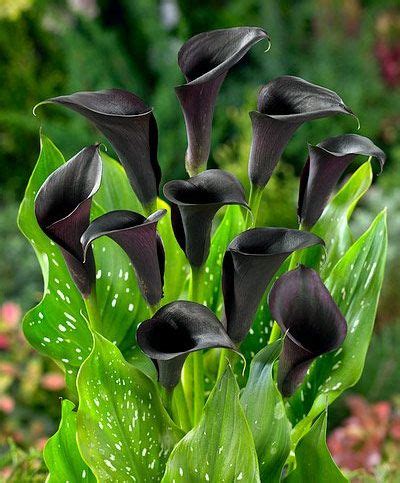 Zantedeschia Odessa Common Name Calla Lily Deep Purple Blooms