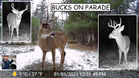 Parade Of Whitetail Deer Bucks Trail Cam Videos Youtube