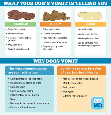 Why Does Dog Vomit After Eating