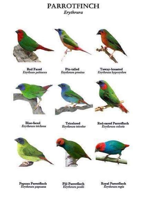 Finches List Of Types With Pictures Care Tips Artofit
