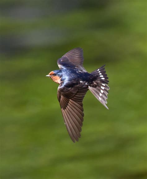 Welcome Swallow Warou New Zealand Birds Online
