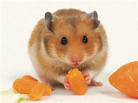 Que Comen Los Hamsters Los Mejores Alimentos Y Más Económicos Para Tu
