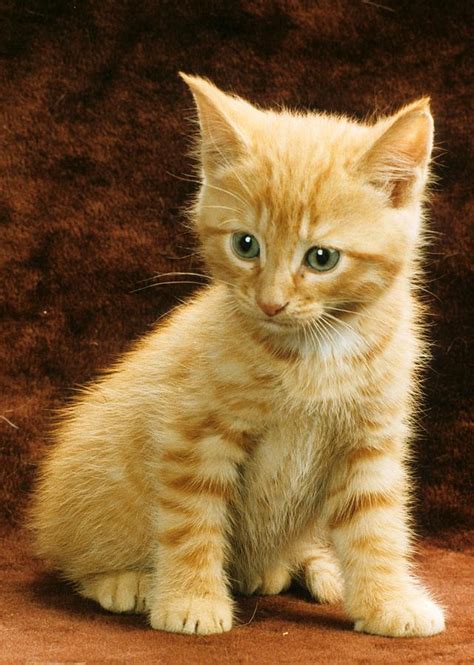 Orange Tabby Mixed Breed Kitten Photograph By Larry Allan Fine Art