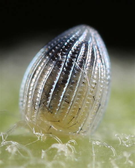 All Of Nature Monarch Butterfly Egg Hatching