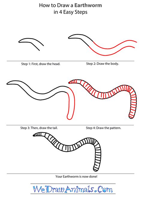 How To Draw An Earthworm