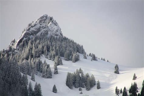 Grey Pine Trees On Mountain With White Snow During Daytime Trees Image