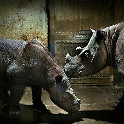Wildlife Animals And Nature — In The Cincinnatizoo A Sumatran Rhino