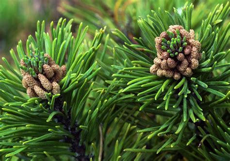 Dwarf Mountain Pine Tree Pinus Mugo Corleys Mat Photograph By