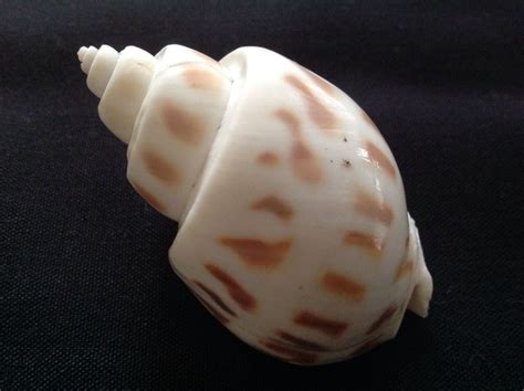 Smooth Shells Spiral Shells Sea Shells Spiral