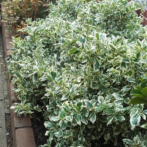 Euonymus Fortunei Silver Queen Spindle Tree Silver Queen In